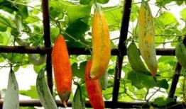 变色瓜怎么吃最好吃,解锁最佳食用秘诀