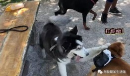 柴犬吃瓜卡住,宠物饮食安全引关注