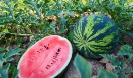 河南温县武陟吃瓜,瓜乡风情，品味夏日清凉