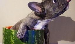 树上吃瓜狗,趣味瞬间捕捉自然和谐