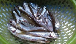 小鱼吃贝贝瓜,一场奇妙的味蕾之旅