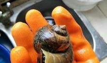 大螺丝吃瓜,揭秘娱乐圈幕后风云