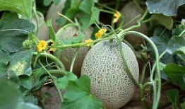 康熙吃哈密瓜,揭秘哈密瓜的宫廷传奇