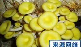 孕妇能否吃黄金蜜瓜,黄金蜜瓜的适宜与禁忌