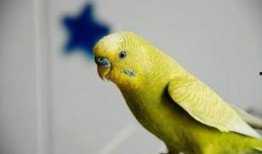 虎皮鹦鹉吃瓜嘛