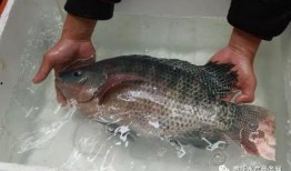 罗非鱼吃老瓜,生态养殖新策略