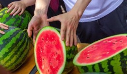 广东学校吃瓜,广东校园瓜果飘香记