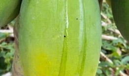 牛奶味瓜怎么吃,牛奶味瓜的独特食用指南