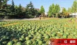 艺术大学吃瓜,揭秘校园里的“吃瓜”盛事