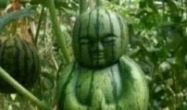 吃朋友的瓜,那些被吃掉的瓜，背后隐藏的秘密