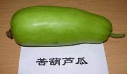 瓜吃不吐瓜,尽享不吐瓜的清新体验