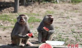 狒狒吃瓜了没,真相背后的趣味故事