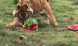 虎瓜怎样吃,解锁美味新体验