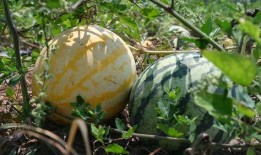 九一今日吃瓜,吃瓜群众围观娱乐圈风云变幻