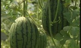 英区ppt吃瓜,揭秘幕后故事与趣味瞬间