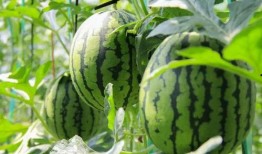 免费吃瓜视频,带你畅游娱乐世界