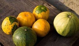 小朋友吃瓜特效,童趣盎然——小朋友吃瓜特效大揭秘