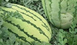 来来瓜怎么吃,解锁美味新体验