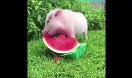 猪猪女孩吃瓜,猪猪女孩的甜蜜瓜果时光