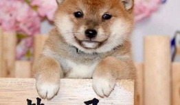 柴犬吃瓜卡住,宠物饮食安全引关注