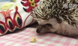 树上吃瓜狗,趣味瞬间捕捉自然和谐