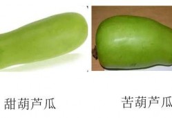 瓜怎么吃才不苦