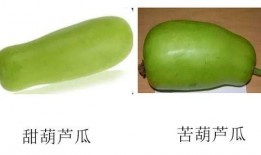 瓜怎么吃才不苦