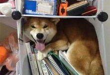 柴犬吃瓜卡住,宠物饮食安全引关注