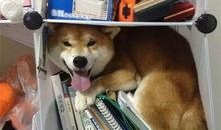 柴犬吃瓜卡住,宠物饮食安全引关注