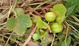 马泡瓜吃播,一场视觉与味觉的双重盛宴