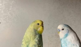 虎皮鹦鹉吃瓜嘛