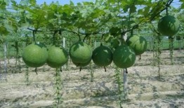 瓜萎根咋吃,瓜萎根的多样食用方法与营养益处