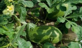 吃瓜愿意,吃瓜群众眼中的明星生活