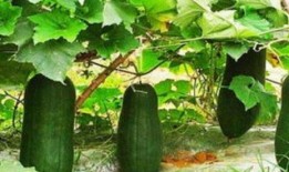 博洋瓜太苦怎么吃,博洋瓜太苦的巧妙食用攻略