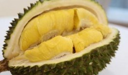 唧唧瓜娃吃榴莲,唧唧瓜娃的榴莲奇遇记