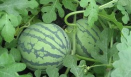 武汉dj吃瓜,揭秘网络舆论背后的真相与反思