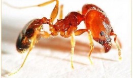 ucsd吃瓜蚂蚁上树,蚂蚁上树，瓜果飘香