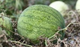 兰州安宁大学吃瓜,校园吃瓜文化盛行，揭秘校园生活趣味瞬间