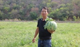 吃瓜群众踢足球,激情四溢的绿茵战场