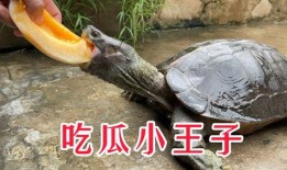 小巨在线吃瓜,揭秘娱乐圈幕后风云