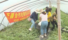 吃瓜比赛翻车了,一场意外的“瓜”界狂欢