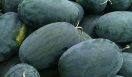 武汉dj吃瓜,揭秘网络舆论背后的真相与反思