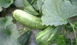 酥瓜炒着吃,美味佳肴尽享舌尖盛宴