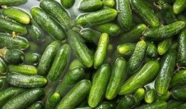 吃小瓜会中毒吗,安全食用指南