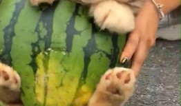 狗吃小瓜,小瓜成新宠