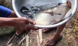 罗非鱼吃老瓜,生态养殖新策略