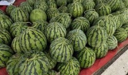 酥九九是吃瓜群众,揭秘吃瓜群众的趣味生活