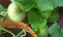 浅忆吃瓜,那些年我们一起吃过的瓜