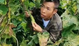 湖北利川吃瓜视频,一场别开生面的湖北乡村盛宴