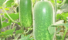 吃瓜8847848,一场全民热议的瓜界盛宴